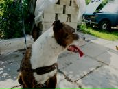 Андрій Горак фотография #40 (источник - https://vk.com/id50410921)