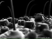 Фотография Макаровой Алины