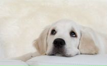 Фотография Джим Натали