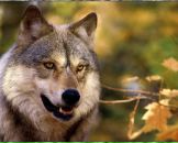 Фотография Стрельцова Николая