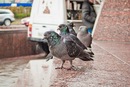 Пряма Харків фотография #40 (источник - https://vk.com/id135154701)
