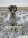 Kazakhy Tazy фотография #46 (источник - https://vk.com/id166144282)