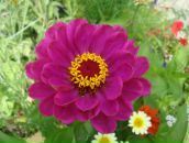 Фотография Железновой Вассы