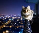 Крістіна Савонік фотография #1