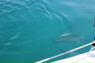 Ігор Дмитерко фотография #46 (источник - https://vk.com/id2264196)