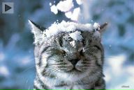 Фотография Леонтьева Алексея