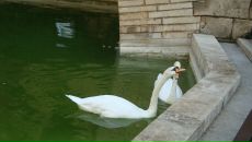 Оксана Ониськів фотография #13 (источник - https://vk.com/id40917862)