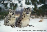 Ігор Ентін фотография #24 (источник - https://vk.com/id11286285)