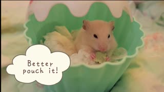 ♥ Хомяк в кексе принимает еду ♥