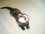 Дима Сергеевич фотография #30 (источник - https://vk.com/id1479155)