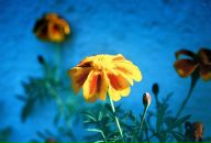 Ігор Савка фотография #37 (источник - https://vk.com/id12053351)