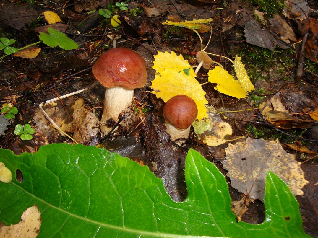 Эмма Кубло фотография #30