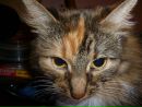 Фотография Кошкиной Буси
