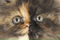 Фотография Котовой Наталии