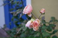 Анна Смолина фотография #34 (источник - https://vk.com/id615881)