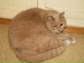 Фотография Чувашева Всеволода