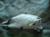 Фотография Шептиенко Настюхи