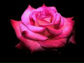 Фотография Федореев Николай