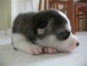 Фотография Шевченко Катерины