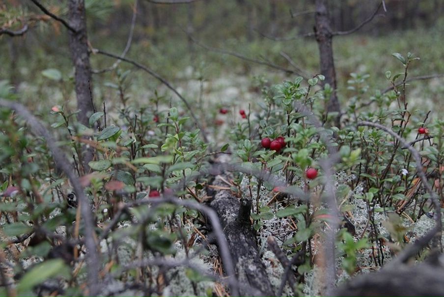 Дмитрий Кушкин фото №10