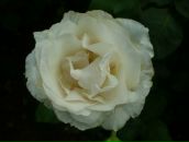 Наталі Костецька фотография #36 (источник - https://vk.com/id95244418)