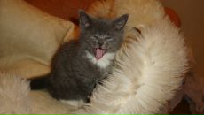 Фотография Алексеевой Ирины