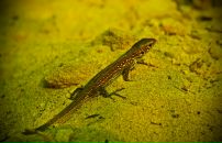 Йохан Кашпировский фотография #16 (источник - https://vk.com/id3096701)