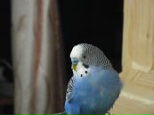 Фотография Агеенко Ани