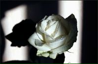 Фотография Лях Катюши