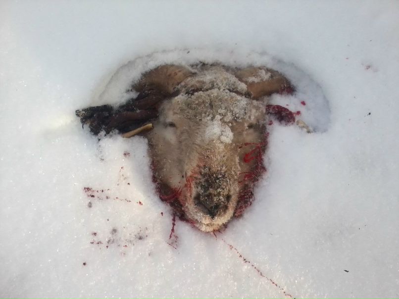 Рустик Сафуанов фотография #6