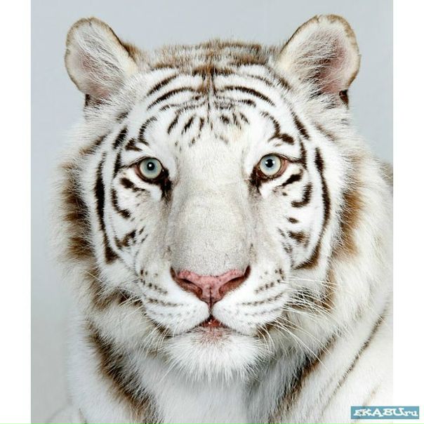 №10, Эдик Тигай №10, Эдик Тигай