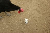 Антон Шумаков фотография #23 (источник - https://vk.com/id2967216)